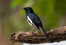 call failure session log