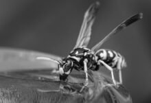 retry after drop event