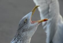 user segment call behavior