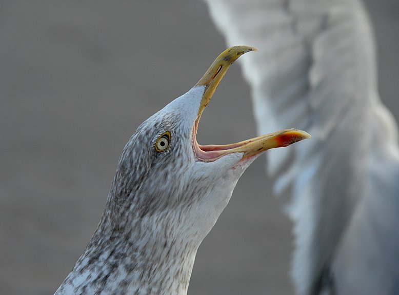 user segment call behavior